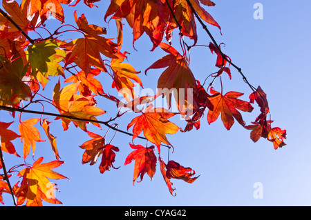 Japanese maple leaves (Acer palmatum) in Autumn photographed against a sunny blue sky background Stock Photo
