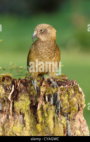 Kea Parrot, Nestor notabilis,  in the forest, is the world's only alpine parrot, close to Arthur's Pass New Zealand Stock Photo