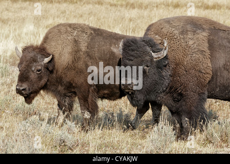 American Bison - Bull guarding over a female during the annual rut Stock Photo