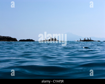 Cormorants on a rock with Mount Athos in the background Stock Photo