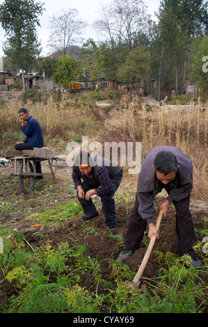 Chinese farmers grub for carrots in the fields in rural Pingshan, one of officially named Poverty County in China. 23-Oct-2012