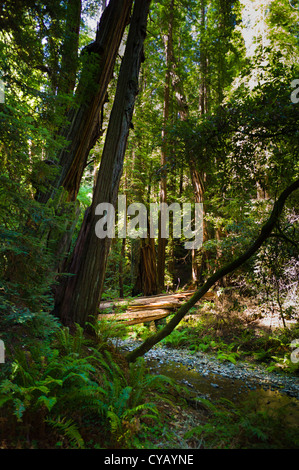 MUIR WOODS NATIONAL MONUMENT (1908) MILL VALLEY MARIN COUNTY CALIFORNIA Stock Photo