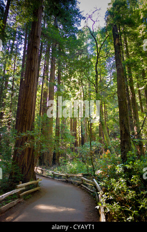 MUIR WOODS NATIONAL MONUMENT (1908) MILL VALLEY MARIN COUNTY CALIFORNIA Stock Photo