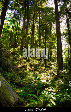 MUIR WOODS NATIONAL MONUMENT (1908) MILL VALLEY MARIN COUNTY CALIFORNIA Stock Photo