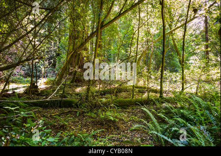 MUIR WOODS NATIONAL MONUMENT (1908) MILL VALLEY MARIN COUNTY CALIFORNIA Stock Photo