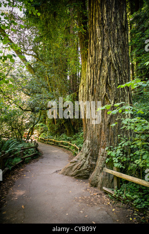 MUIR WOODS NATIONAL MONUMENT (1908) MILL VALLEY MARIN COUNTY CALIFORNIA Stock Photo