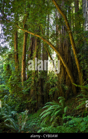 MUIR WOODS NATIONAL MONUMENT (1908) MILL VALLEY MARIN COUNTY CALIFORNIA Stock Photo