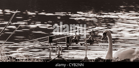 Swan near three fishing rods on lake in England Stock Photo