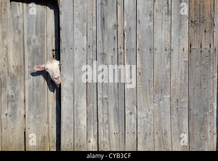 Curious goat peeking through the door of a wooden shed Stock Photo