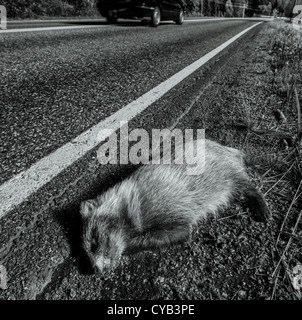 Raccoon dog lying dead on the side of the road after being hit by a car Stock Photo