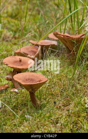 Row of milkcaps growing in the grass in a forest Stock Photo