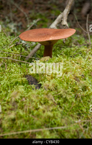 One single milkcap growing in the forest surrounded by moss Stock Photo