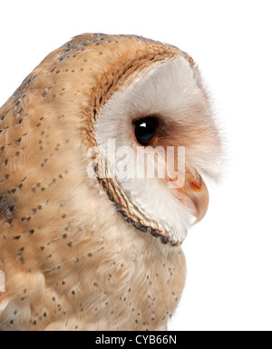 Close up of Barn Owl, Tyto alba, 4 months old, against white background
