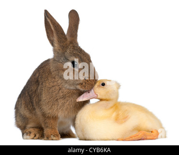 Rabbit sniffing duckling against white background Stock Photo