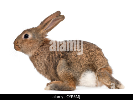 White Rabbit Rear End Rear view of rabbit against white background Stock Photo - Alamy