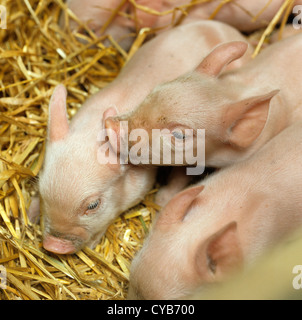 Young large white piglet weaners in pen on straw with some sleeping, Hampshire Stock Photo