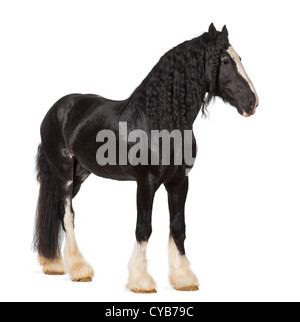 Shire Horse standing against white background Stock Photo - Alamy