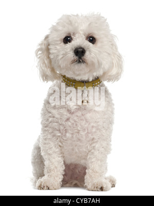 Bichon Frisé, 5 years old, sitting against white background Stock Photo