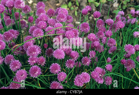 Purple flowering chives plants Stock Photo