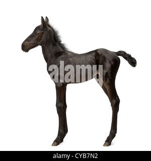 Foal, 1 week old, standing against white background Stock Photo