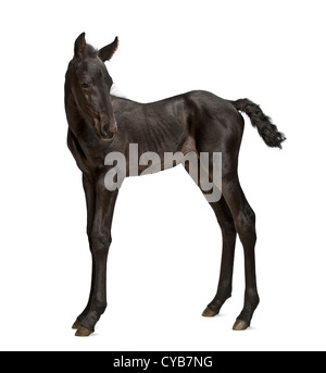 Foal, 1 week old, standing against white background Stock Photo