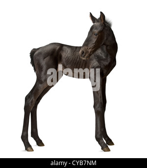 Foal, 1 week old, standing against white background Stock Photo