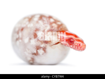 Corn snake hatching,'okeetee albinos' is the color, Pantherophis guttatus guttatus, or red rat snake emerging from egg Stock Photo