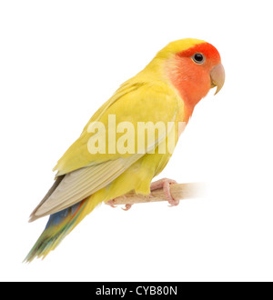 lovebird lutino mata merah