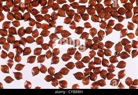 Curled dock, Rumex crispus, seeds Stock Photo