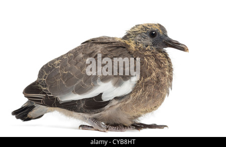 Young Common Wood Pigeon, Columba palumbus, sitting against white background Stock Photo