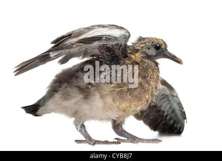 Young Common Wood Pigeon, Columba palumbus, stretching wings against white background Stock Photo