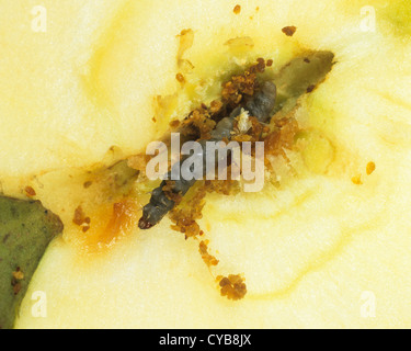 Codling moth (Cydia pomonella) killed by CpGV - mexican Stock Photo