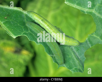 Small white butterfly (Pieris rapae) pale one infected with PrGV Stock Photo