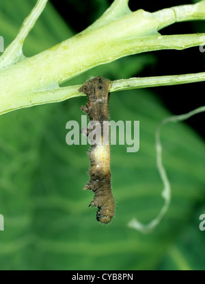 Small white butterfly (Pieris rapae) killed by infection with PrGV Stock Photo
