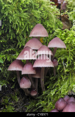 Mycena haematopus burgundydrop bonnet Stock Photo