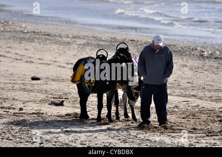 Man on Lytham St Annes beach with two donkeys Stock Photo