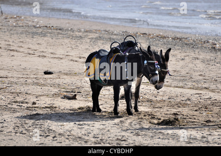 Two donkeys standing side by side on beach at Lytham St Annes Stock Photo