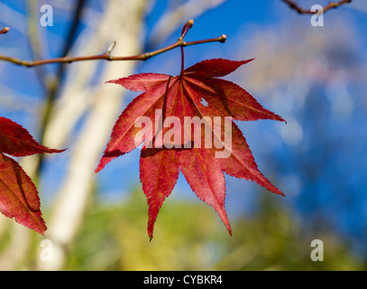 A single red maple leaf remains on a branch in autumn with a blue sky background Stock Photo