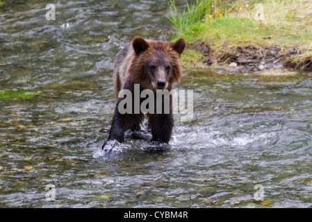 grizzly Bear Cub Catching Salmon at hyder Alaska Stock Photo