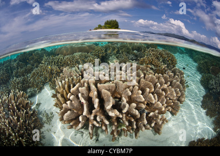 A diverse coral reef grows in shallow water near an idyllic island in Raja Ampat, Indonesia, an extremely diverse region. Stock Photo