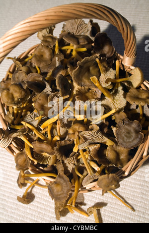 Trumpet Chanterelle. A wicker basket with fresh newly collected mushrooms “Cantharellus tubaeformis” Stock Photo