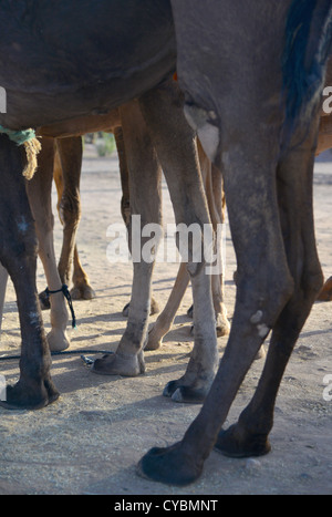 Camels near Marakesh in Morocco - close of of a forest of hooves and knobly knees Stock Photo