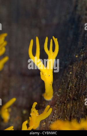 Jelly Antler Fungus; Calocera viscosa; UK Stock Photo