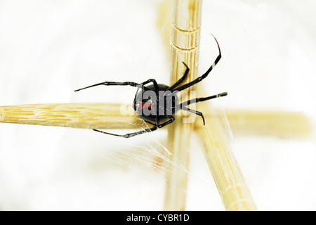 Adult female black widow spider with typical red hour glass on her belly Stock Photo