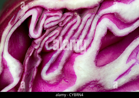 Red Cabbage; detail; UK Stock Photo
