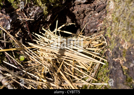 Vole burrow in tree stump with cut grasses outside entrance. Surrey, UK. Stock Photo