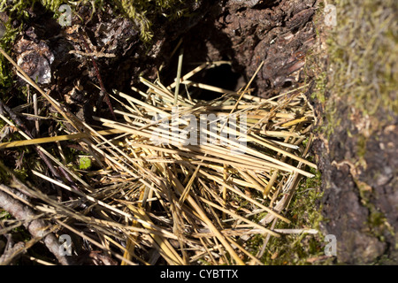 Vole burrow in tree stump with cut grasses outside entrance. Surrey, UK. Stock Photo