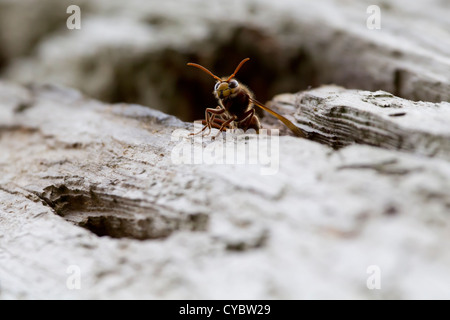 Hornet worker (Vespa crabro) at nest entrance in hollow pine tree. Surrey, UK. Stock Photo