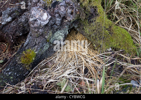 Vole burrow in tree stump with cut grasses outside entrance. Surrey, UK. Stock Photo