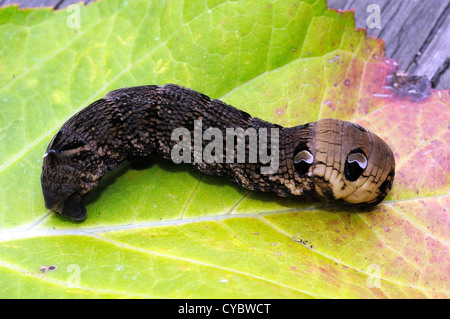 Larva of the Elephant Moth Stock Photo